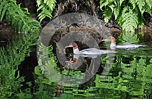 Juvenile goosander fishing on the river