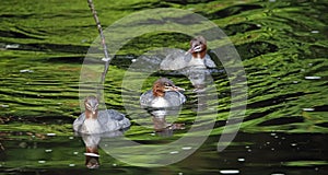 Juvenile goosander fishing on the river