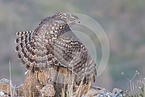 Juvenile Goshawk