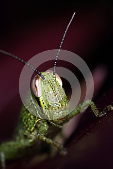 Juvenile Grasshopper