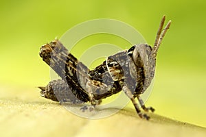 Juvenile Grasshopper