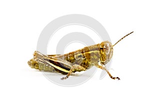 Juvenile grasshopper isolated in white