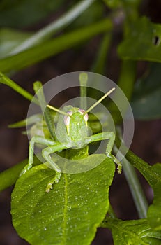 Juvenile Grasshopper on a leaf