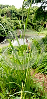 A Juvenile Grasshopper Perched On A Grass