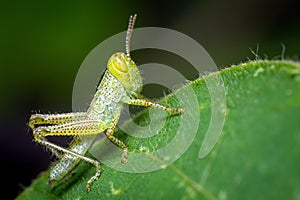 A juvenile grasshopper resting on a green grass leaf. Macro shot