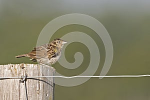 Juvenile Grasshopper Sparrow, Ammodramus savannarum, perched on a post