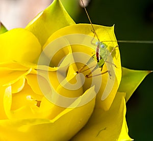 Juvenile Grasshopper on a the yellow flower of the Prickly Pear Cactus.