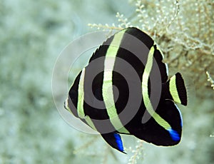 Juvenile Gray Angelfish