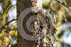 Juvenile Gray Jay