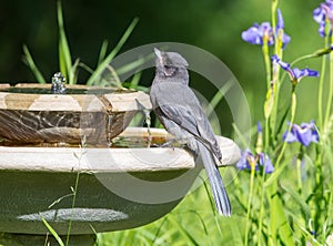 Juvenile Gray Jay Drinking Water at the Birdbath