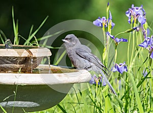 Juvenile Gray Jay Drinking Water at the Birdbath