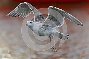 A juvenile great black-backed gull (Larus marinus) in flight.