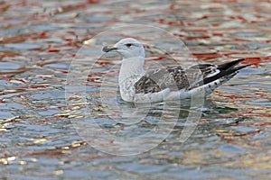 An juvenile great black-backed gull (Larus marinus) swimming in the harbor.