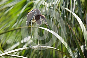 Juvenile great blue heron chick is perched on a tree limb in the wetlands