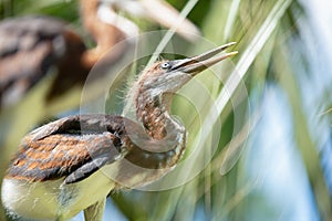 Juvenile great blue heron chick is perched on a tree limb in the wetlands