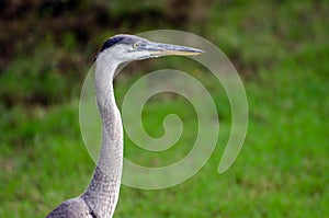 Juvenile Great Blue Heron head shot, Athens, Georgia