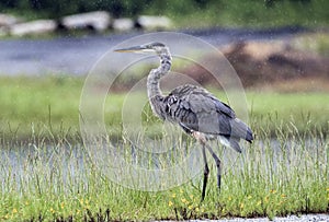 Great Blue Heron standing in the rain, Walton County, Georgia USA