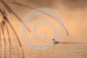 Juvenile great crested grebe in sunrise