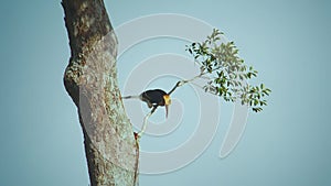 Juvenile Great Hornbill relaxing on a branch