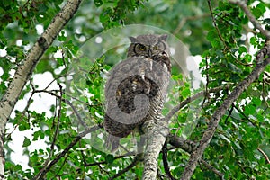 Juvenile Great Horned owl is sitting on the branch of the tree