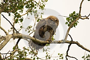 Juvenile Great Horned owl is sitting on the branch of the tree
