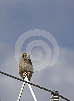 Juvenile Great Horned Owl On Utility Lines