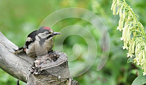 A juvenile Great spotted Woodpecker Dendrocopos major perching and feeding from a tree stump.
