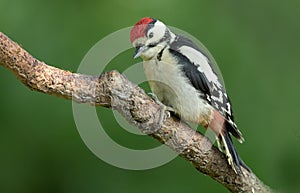 Juvenile Great Spotted Woodpecker