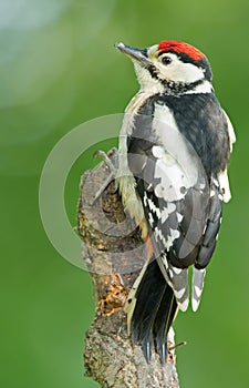 Juvenile Great Spotted Woodpecker