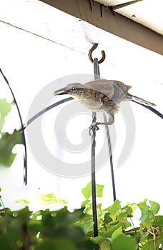 Juvenile Great Tailed Grackle Bird