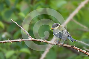 Juvenile great tit