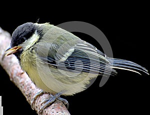 Juvenile Great Tit on a Branch