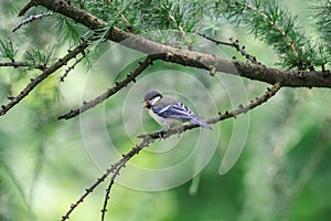 Juvenile great tit chick with open beak sitting on the larch branch