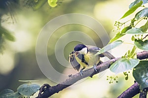 Juvenile great tit with open beak and spread wings