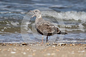 Juvenile greater black-backed gull by the ocean