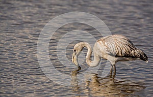 Juvenile Greater Flamingo
