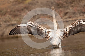 Juvenile greater flamingo stretching its wings.