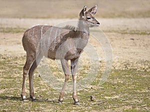 Juvenile greater kudu