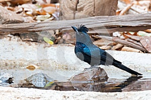 Juvenile Greater Racquet-tailed Drongo drinking water while perching on a small rock