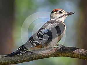 Juvenile Greater Spotted Woodpecker