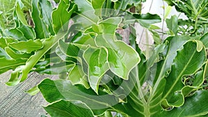 A juvenile green fenestrated leaf of Philodendron Selloum