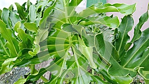 A juvenile green fenestrated leaf of Philodendron Selloum