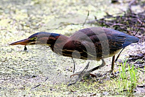 Juvenile Green Heron