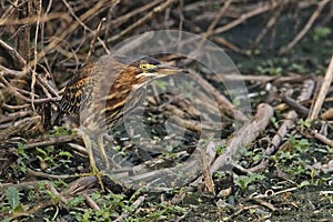 Juvenile Green Heron, Butorides virescens