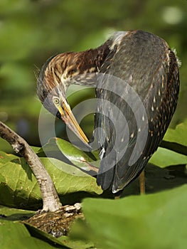 Juvenile Green Heron Preening its Feathers