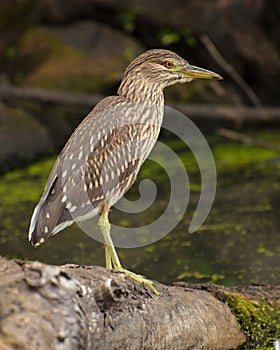 Juvenile green heron