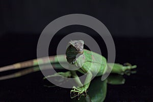 Juvenile Green iguana Iguana iguana isolated on black