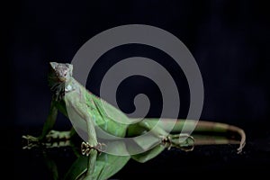 Juvenile Green iguana Iguana iguana isolated on black
