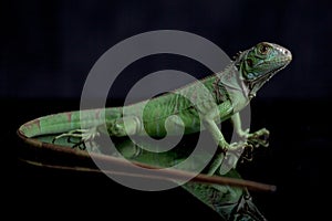 Juvenile Green iguana Iguana iguana isolated on black