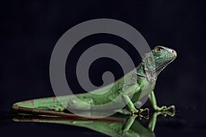 Juvenile Green iguana Iguana iguana isolated on black